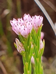 Erica corifolia