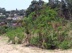 Leucaena leucocephala