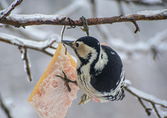 Dendrocopos leucotos