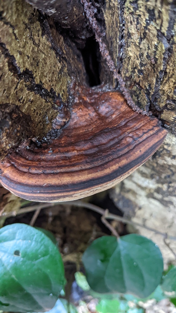 Ganoderma applanatum · November 2022 · photo: © atsushi_nakajima_cirque (iNaturalist, cc-by)