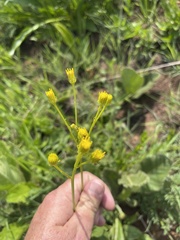 Senecio coronatus