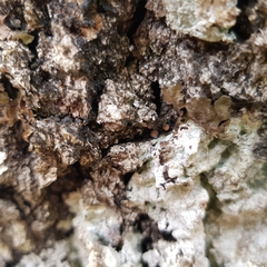 Proliferodiscus tricolor