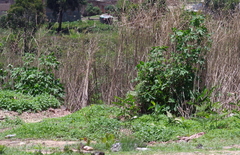 Tithonia diversifolia