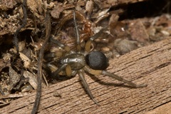 Gnaphosa bicolor