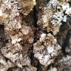 Proliferodiscus tricolor