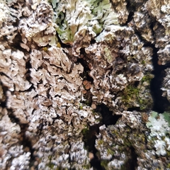 Proliferodiscus tricolor