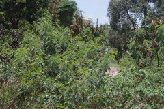 Leucaena leucocephala