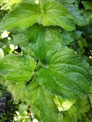 Ageratum houstonianum