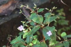 Heterocentron subtriplinervium