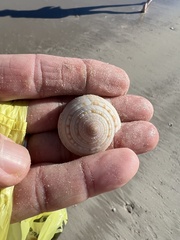 Architectonica nobilis