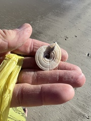 Architectonica nobilis