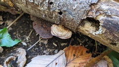 Coriolopsis strumosa