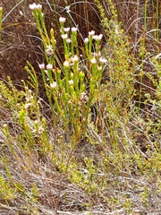 Erica corifolia