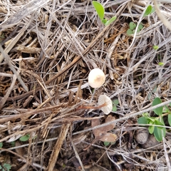 Crinipellis scabella