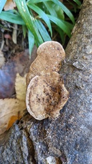 Coriolopsis strumosa