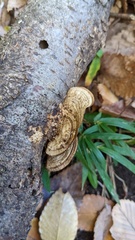 Coriolopsis strumosa