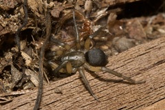 Gnaphosa bicolor