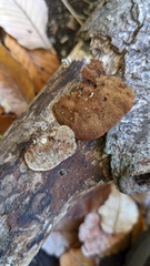 Coriolopsis strumosa