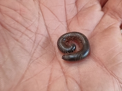 Archispirostreptus syriacus