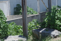 Tithonia diversifolia