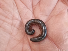 Archispirostreptus syriacus