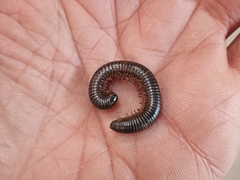 Archispirostreptus syriacus