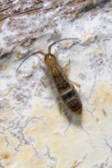 Orchesella cincta