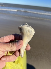 Sinistrofulgur pulleyi