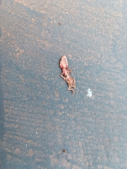 Hemidactylus turcicus