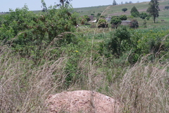 Leucaena leucocephala