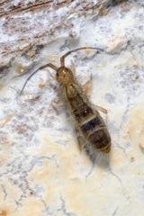 Orchesella cincta