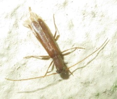 Linopteridius