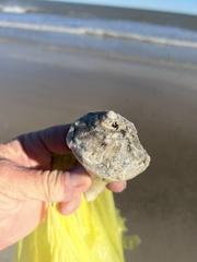 Sinistrofulgur pulleyi