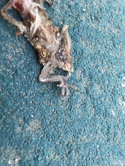 Hemidactylus turcicus