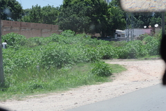 Tithonia diversifolia