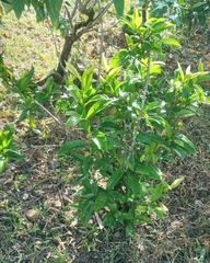 Melicytus ramiflorus