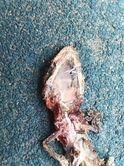 Hemidactylus turcicus