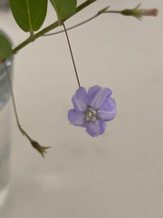 Evolvulus alsinoides