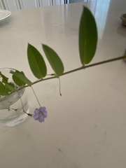 Evolvulus alsinoides