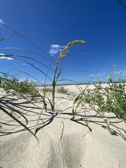 Panicum racemosum