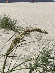 Panicum racemosum