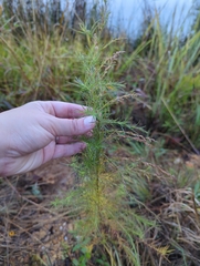 Eupatorium capillifolium