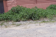 Tithonia diversifolia