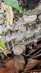 Cerrena unicolor
