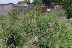 Tithonia diversifolia