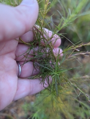 Eupatorium capillifolium