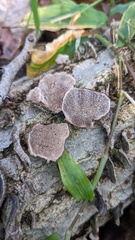 Cerrena unicolor
