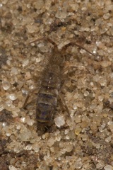 Orchesella cincta