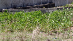 Aframomum alboviolaceum