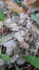 Cerrena unicolor